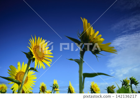 Sunflowers seen under a blue sky Sunflowers seen under a blue sky 142136217