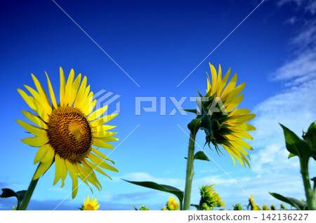 Sunflowers seen under a blue sky Sunflowers seen under a blue sky 142136227