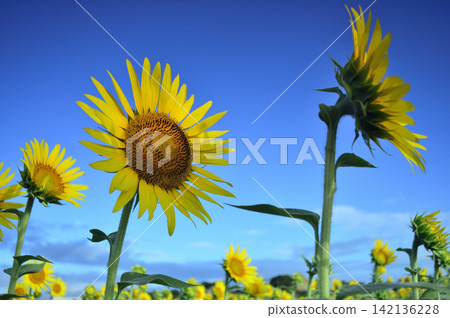 Sunflowers seen under a blue sky Sunflowers seen under a blue sky 142136228