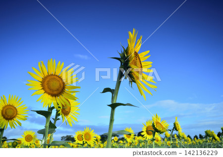 Sunflowers seen under a blue sky Sunflowers seen under a blue sky 142136229
