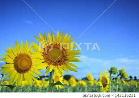 Sunflowers seen under a blue sky Sunflowers seen under a blue sky 142136231