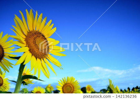 Sunflowers seen under a blue sky Sunflowers seen under a blue sky 142136236