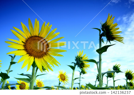 Sunflowers seen under a blue sky Sunflowers seen under a blue sky 142136237