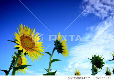 Sunflowers seen under a blue sky Sunflowers seen under a blue sky 142136238