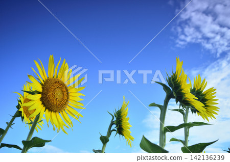 Sunflowers seen under a blue sky Sunflowers seen under a blue sky 142136239