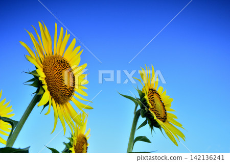 Sunflowers seen under a blue sky 142136241