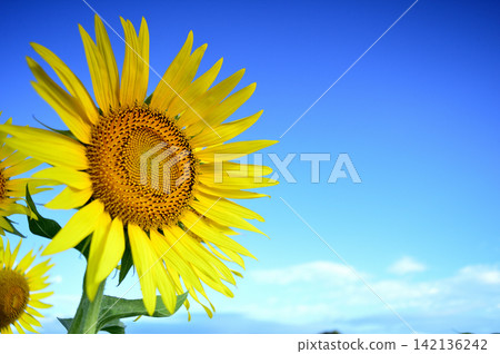 Sunflowers seen under a blue sky Sunflowers seen under a blue sky 142136242