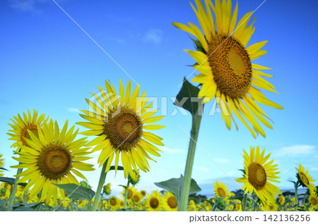 Sunflowers seen under a blue sky Sunflowers seen under a blue sky 142136256