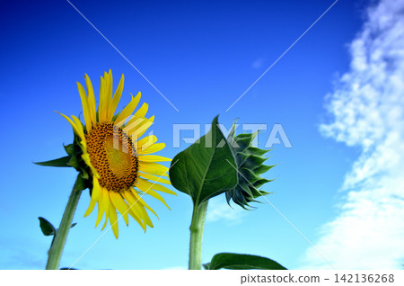 Sunflowers seen under a blue sky Sunflowers seen under a blue sky 142136268