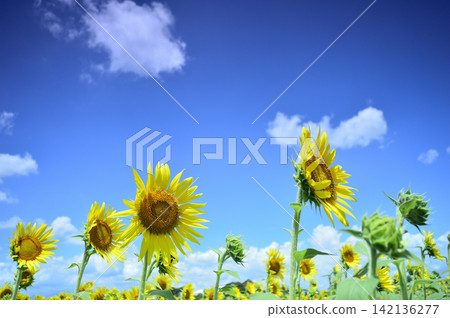 藍天下的向日葵 藍天下的向日葵 142136277