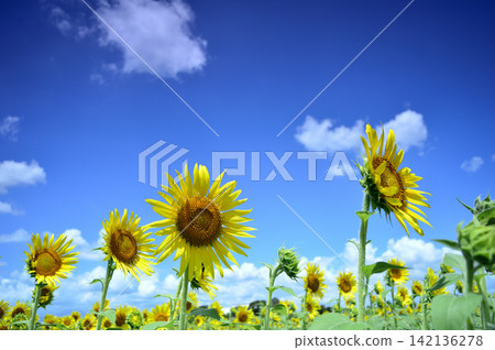 Sunflowers seen under a blue sky Sunflowers seen under a blue sky 142136278