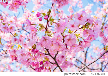 A close-up of Kawazu cherry blossoms blooming beautifully in early spring against a blue sky. A close-up of Kawazu cherry blossoms blooming beautifully in early spring against a blue sky. 142136301