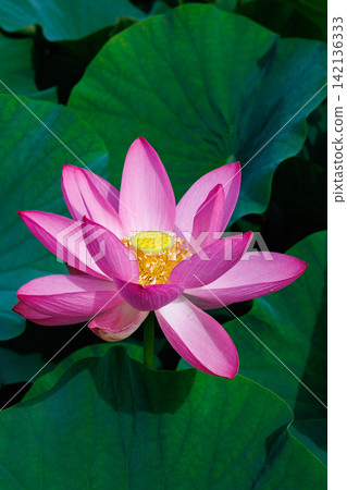 清晨，池塘裡盛開著美麗的粉紅色蓮花，特寫鏡頭捕捉了它們的綻放。 142136333