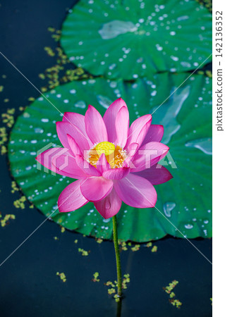 夏日清晨，池塘裡盛開著美麗的粉紅色蓮花。 142136352