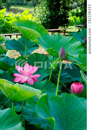 夏日清晨,池塘裡盛開著美麗的粉紅色蓮花。 夏日清晨,池塘裡盛開著美麗的粉紅色蓮花。 142136353