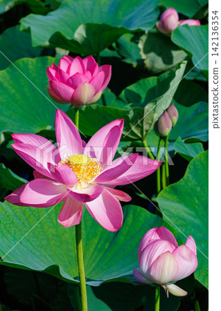 夏日清晨,池塘裡盛開著美麗的粉紅色蓮花。 夏日清晨,池塘裡盛開著美麗的粉紅色蓮花。 142136354