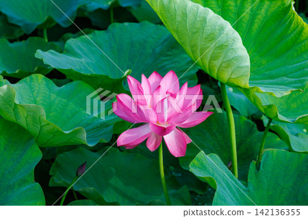 夏日清晨，池塘裡盛開著美麗的粉紅色蓮花。 142136355