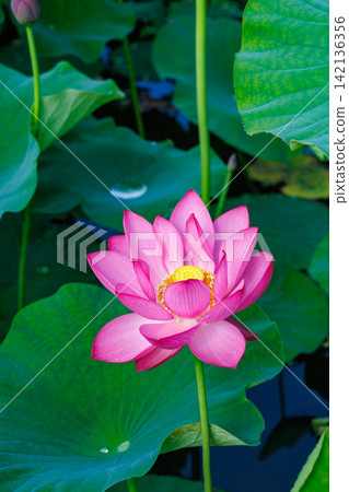 夏日清晨,池塘裡盛開著美麗的粉紅色蓮花。 夏日清晨,池塘裡盛開著美麗的粉紅色蓮花。 142136356