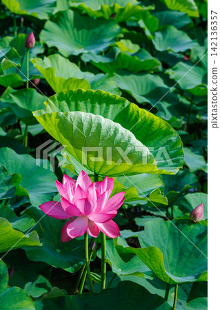 夏日清晨，池塘裡盛開著美麗的粉紅色蓮花。 142136357