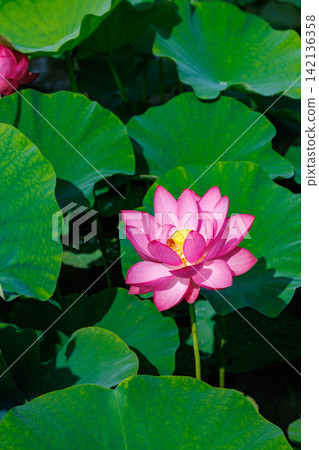 夏日清晨，池塘裡盛開著美麗的粉紅色蓮花。 142136358