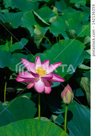 夏日清晨，池塘裡盛開著美麗的粉紅色蓮花。 142136359