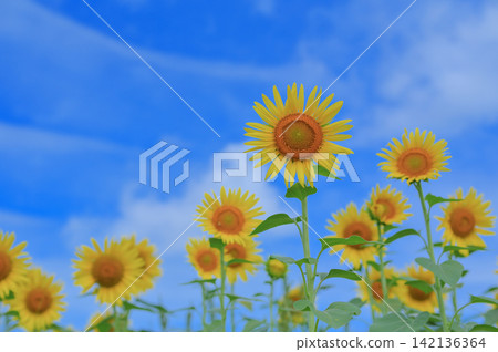 夏日天空下的向日葵(背景圖) 夏日天空下的向日葵(背景圖) 142136364