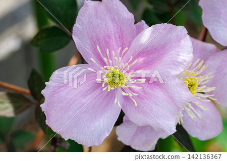 花園中美麗而芬芳的鐵線蓮梅林花的特寫 142136367