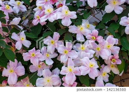 花園裡美麗而芬芳的鐵線蓮梅烯花 142136380