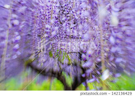A beautiful nine-foot wisteria photographed at Byakugoji Temple in Ichijimacho, Tanba City, Hyogo Prefecture A beautiful nine-foot wisteria photographed at Byakugoji Temple in Ichijimacho, Tanba City, Hyogo Prefecture 142136429