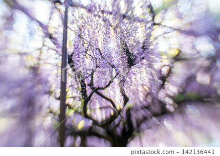 A beautiful nine-foot wisteria photographed at Byakugoji Temple in Ichijimacho, Tanba City, Hyogo Prefecture A beautiful nine-foot wisteria photographed at Byakugoji Temple in Ichijimacho, Tanba City, Hyogo Prefecture 142136441