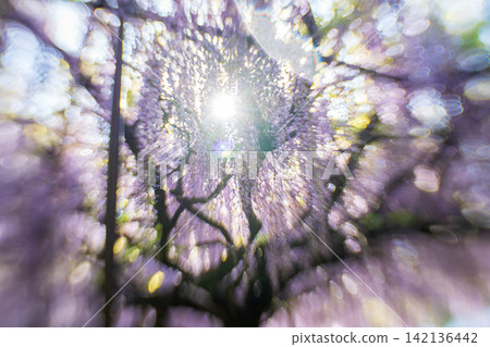 A beautiful nine-foot wisteria photographed at Byakugoji Temple in Ichijimacho, Tanba City, Hyogo Prefecture A beautiful nine-foot wisteria photographed at Byakugoji Temple in Ichijimacho, Tanba City, Hyogo Prefecture 142136442