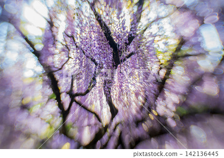 A beautiful nine-foot wisteria photographed at Byakugoji Temple in Ichijimacho, Tanba City, Hyogo Prefecture A beautiful nine-foot wisteria photographed at Byakugoji Temple in Ichijimacho, Tanba City, Hyogo Prefecture 142136445