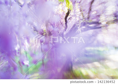 A beautiful nine-foot wisteria photographed at Byakugoji Temple in Ichijimacho, Tanba City, Hyogo Prefecture A beautiful nine-foot wisteria photographed at Byakugoji Temple in Ichijimacho, Tanba City, Hyogo Prefecture 142136452