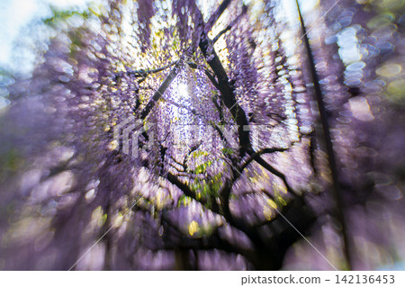 A beautiful nine-foot wisteria photographed at Byakugoji Temple in Ichijimacho, Tanba City, Hyogo Prefecture 142136453