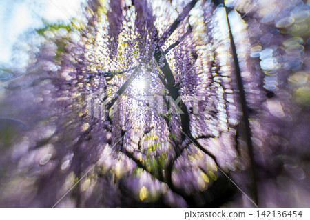 A beautiful nine-foot wisteria photographed at Byakugoji Temple in Ichijimacho, Tanba City, Hyogo Prefecture A beautiful nine-foot wisteria photographed at Byakugoji Temple in Ichijimacho, Tanba City, Hyogo Prefecture 142136454