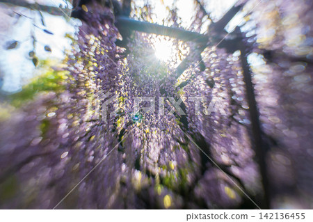 A beautiful nine-foot wisteria photographed at Byakugoji Temple in Ichijimacho, Tanba City, Hyogo Prefecture 142136455