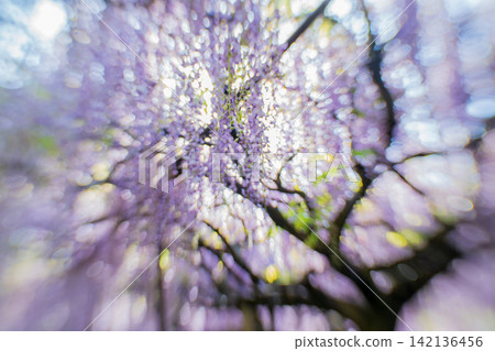 A beautiful nine-foot wisteria photographed at Byakugoji Temple in Ichijimacho, Tanba City, Hyogo Prefecture A beautiful nine-foot wisteria photographed at Byakugoji Temple in Ichijimacho, Tanba City, Hyogo Prefecture 142136456