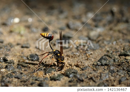 Living creature, insect: *Platypleura kaempferi*, body length 15-20 mm. It collects mud for nesting by holding its slender body upside down. 142136467