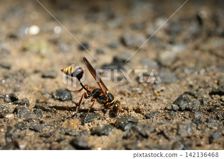 Living creatures, insects: The dung wasp uses its mouthparts to make mud balls. Are its long antennae getting in the way? Living creatures, insects: The dung wasp uses its mouthparts to make mud balls. Are its long antennae getting in the way? 142136468