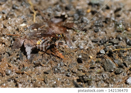 生物,昆蟲:白斑蜂(Diplocarpus leucostictus)外形獨特,腰部細長,身上有黃黑相間的條紋。腹部基部和腿部呈紅色。 生物,昆蟲:白斑蜂(Diplocarpus leucostictus)外形獨特,腰部細長,身上有黃黑相間的條紋。腹部基部和腿部呈紅色。 142136470