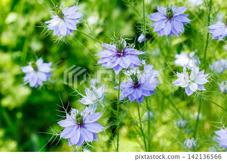 花園裡盛開著美麗的藍色黑種草花 花園裡盛開著美麗的藍色黑種草花 142136566
