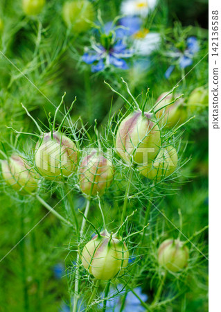 Strangely shaped nigella seeds in the garden Strangely shaped nigella seeds in the garden 142136588