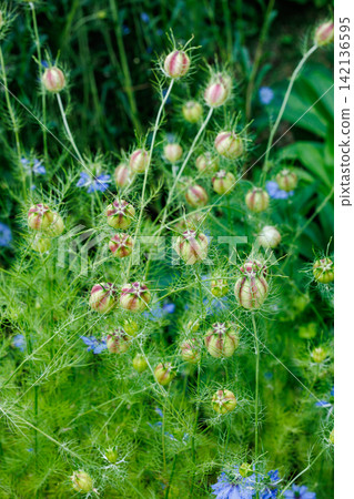 Strangely shaped nigella seeds in the garden Strangely shaped nigella seeds in the garden 142136595