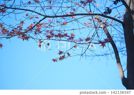 Winter maple leaves in the crisp air Winter maple leaves in the crisp air 142136597