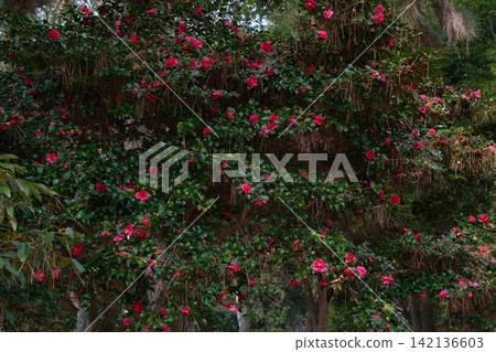紅色的山茶花，看起來像是戴上了髮飾。 142136603