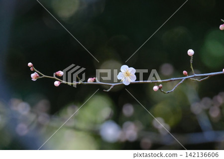 可愛的梅花 可愛的梅花 142136606