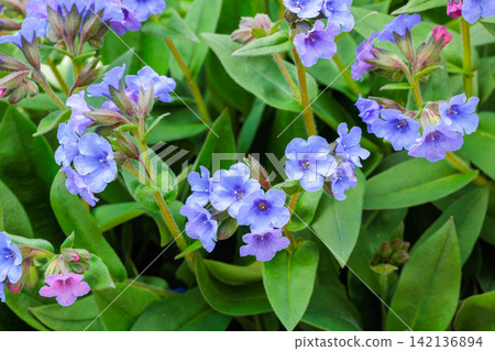 A close-up of cobalt blue pulmonaria flowers blooming in a spring garden. 142136894