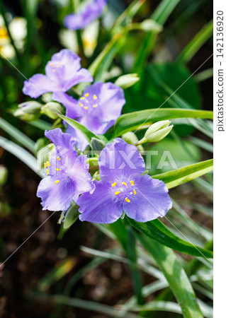 初夏花園中的紅花 初夏花園中的紅花 142136920