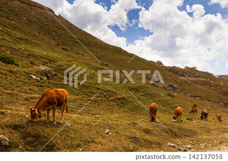 View of grazing cows in Picos de Europa, Spain View of grazing cows in Picos de Europa, Spain 142137058