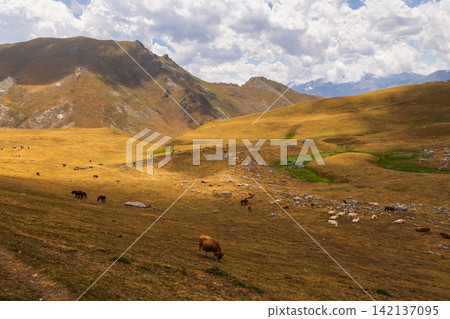 Mountainous wastelands overgrown with grasses and livestock grazing. Mountainous wastelands overgrown with grasses and livestock grazing. 142137095